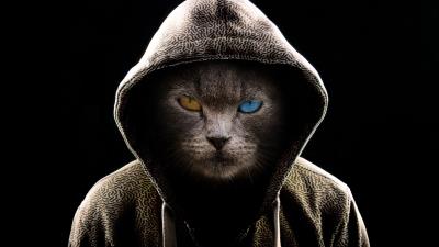 Cat hood heterochromia 4k wallpaper