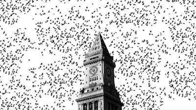 Chapel birds bw 4k wallpaper