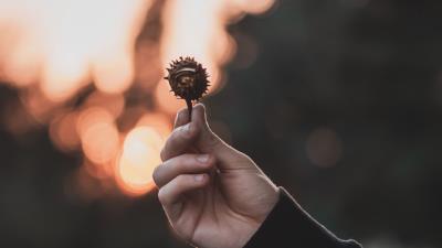 Chestnut seeds hand 4k wallpaper