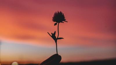 Clover hand macro image 4k wallpaper