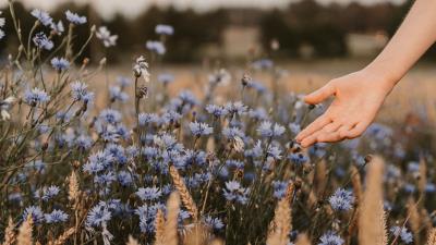 Cornflowers flowers hand 4k wallpaper