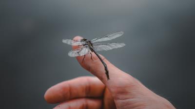 Dragonfly insect hand 4k wallpaper