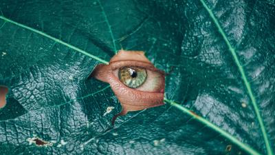 Eye glance leaf 4k wallpaper