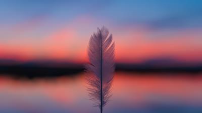 Feather blur sunset 4k wallpaper