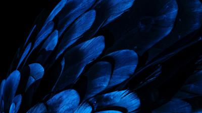 Feathers wing blue 4k wallpaper