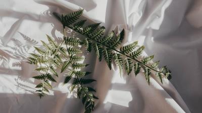 Fern branch cloth 4k wallpaper