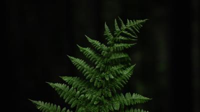 Fern leaf hand 4k wallpaper