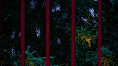 Fern lilac flowers 4k wallpaper