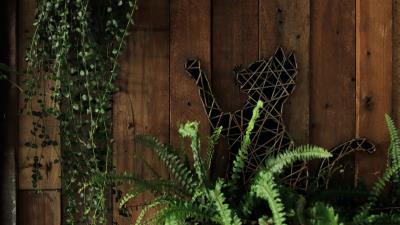 Fern plant cat 4k wallpaper