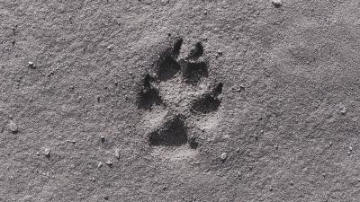 Footprint sand bw 4k wallpaper