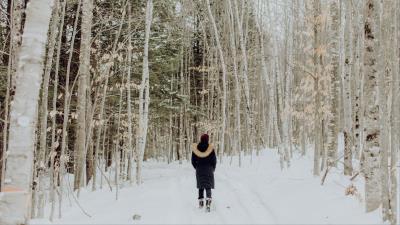 Forest snow winter 4k wallpaper