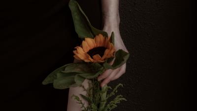 Girl hand sunflower 4k wallpaper