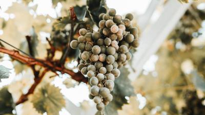 Grapes bunch ripe 4k wallpaper