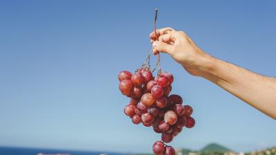 Grapes hand fruit image 4k wallpaper