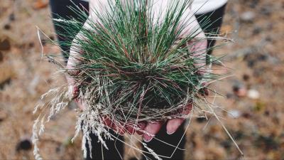 Grass hands palms 4k wallpaper