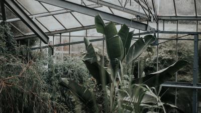 Greenhouse plants green image 4k wallpaper