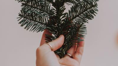 Hand branch spruce image 4k wallpaper