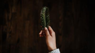 Hand branch spruce 4k wallpaper