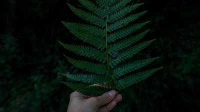 Hand fern leaf 4k wallpaper