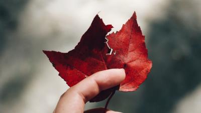 Hand leaves autumn 4k wallpaper