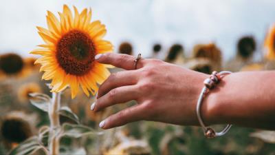 Hand ring sunflower 4k wallpaper