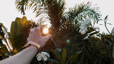 Hand sun branches 4k wallpaper