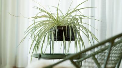 Houseplant room chair 4k wallpaper