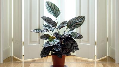 Houseplant room interior 4k wallpaper