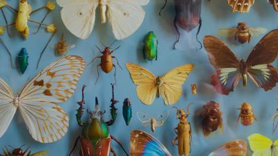 Insects collection butterflies 4k wallpaper