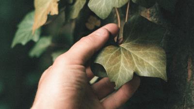 Ivy plant hand 4k wallpaper