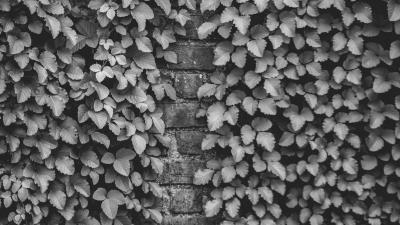 Ivy wall bw 4k wallpaper