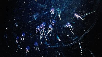 Jellyfish art shine 4k wallpaper
