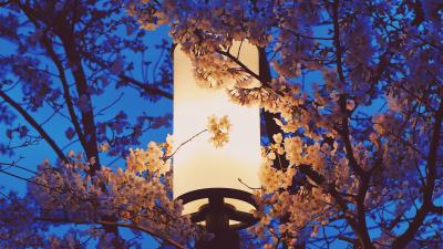 Lamp sakura flowers 4k wallpaper