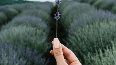 Lavender flower hand 4k wallpaper