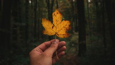 Leaf hand autumn image 4k wallpaper