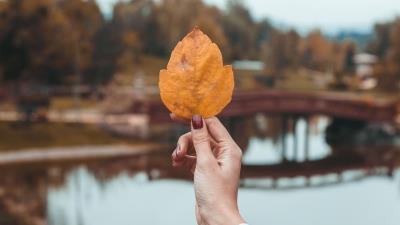 Leaf hand fingers image 4k wallpaper