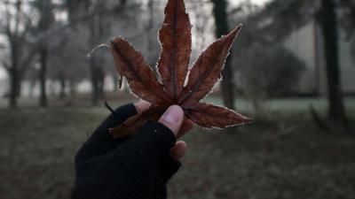 Leaf hand fingers 4k wallpaper