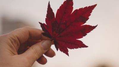 Leaf hand red 4k wallpaper