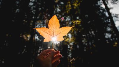 Leaf hand sun 4k wallpaper