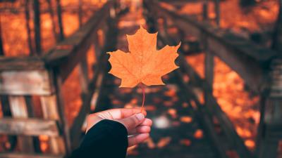 Leaf maple autumn 4k wallpaper