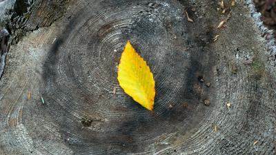 Leaf yellow stump 4k wallpaper