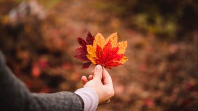Leaves autumn hand 4k wallpaper