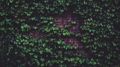 Leaves brick wall plant 4k wallpaper