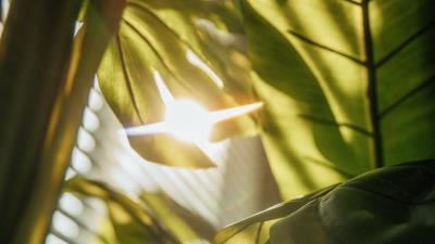 Leaves plant sunlight 4k wallpaper