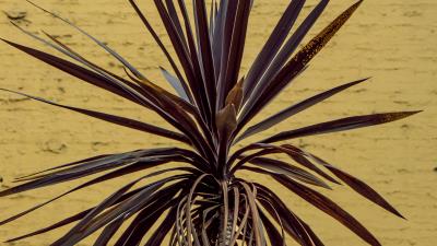 Leaves plant wall 4k wallpaper