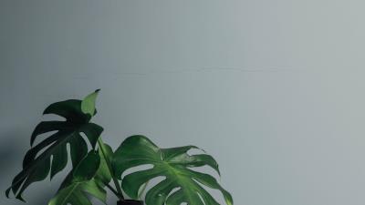 Leaves vase wall 4k wallpaper