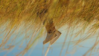 Legs sneakers ears 4k wallpaper