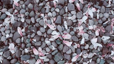 Magnolias leaves stones 4k wallpaper