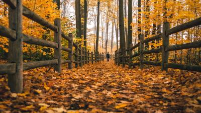 Man loneliness autumn 4k wallpaper