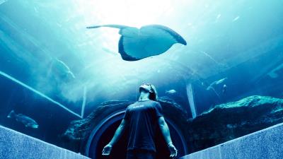 Man stingray aquarium 4k wallpaper